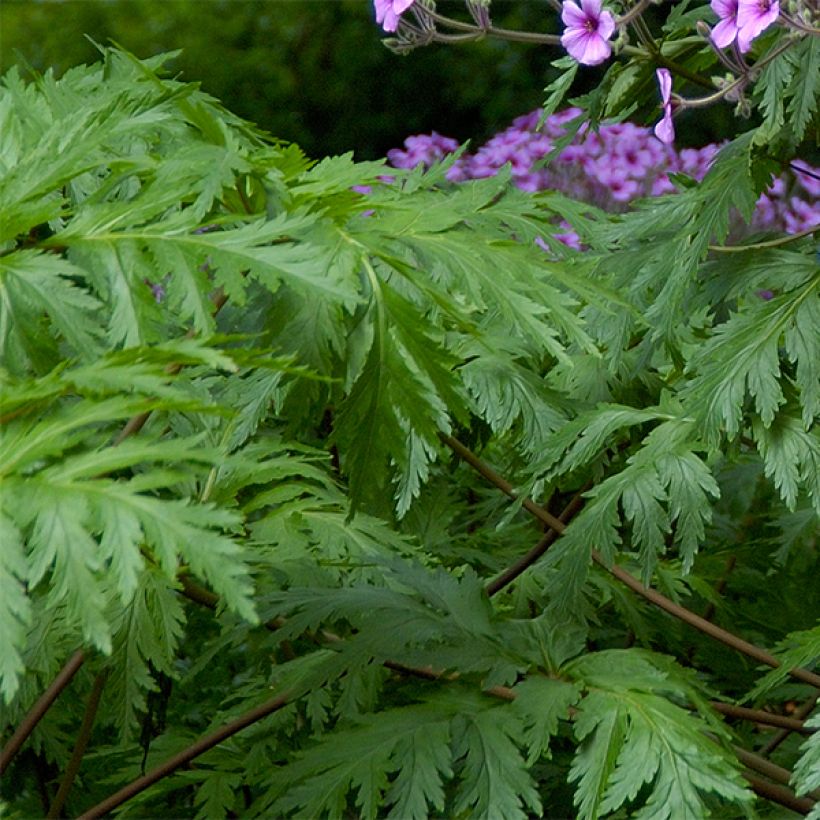 Geranium maderense - Madeira-Storchschnabel (Foliage)