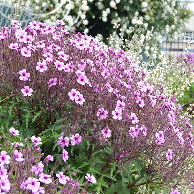 Geranium maderense - Madeira-Storchschnabel (Flowering)