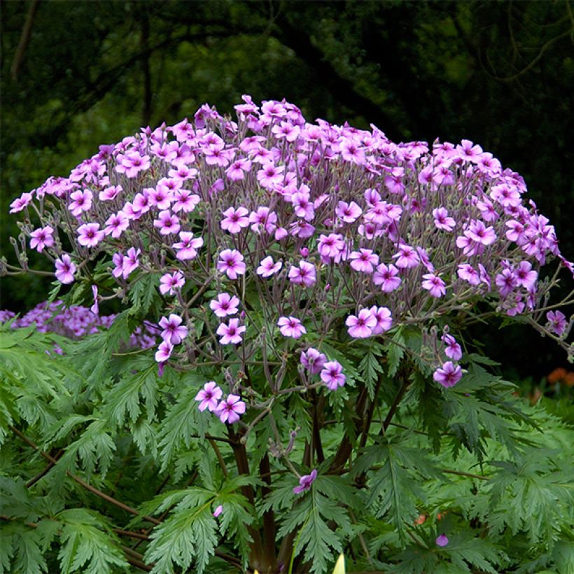 Geranium maderense - Madeira-Storchschnabel (Plant habit)