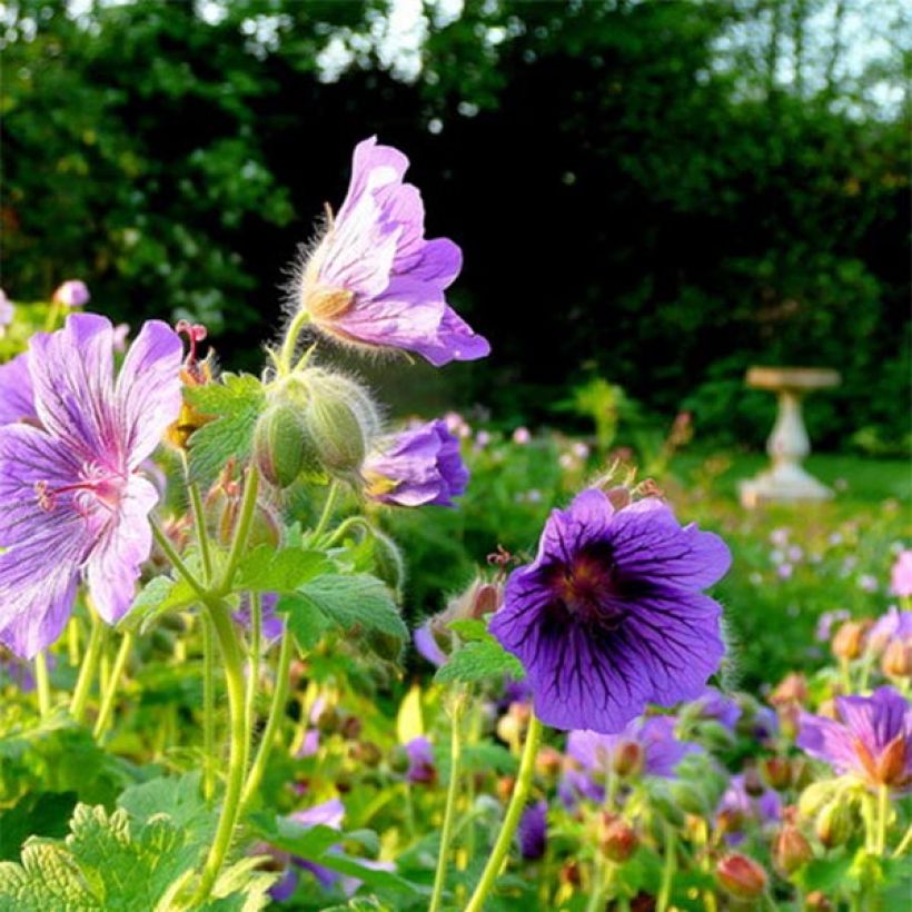Geranium magnificum Blue Blood - Großer Storchschnabel (Flowering)