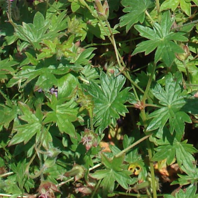 Geranium sanguineum Blushing Turtle - Blutstorchschnabel (Foliage)