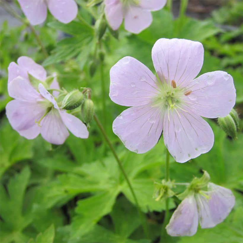 Geranium maculatum Chatto - Dunkelblättriger Storchschnabel (Flowering)
