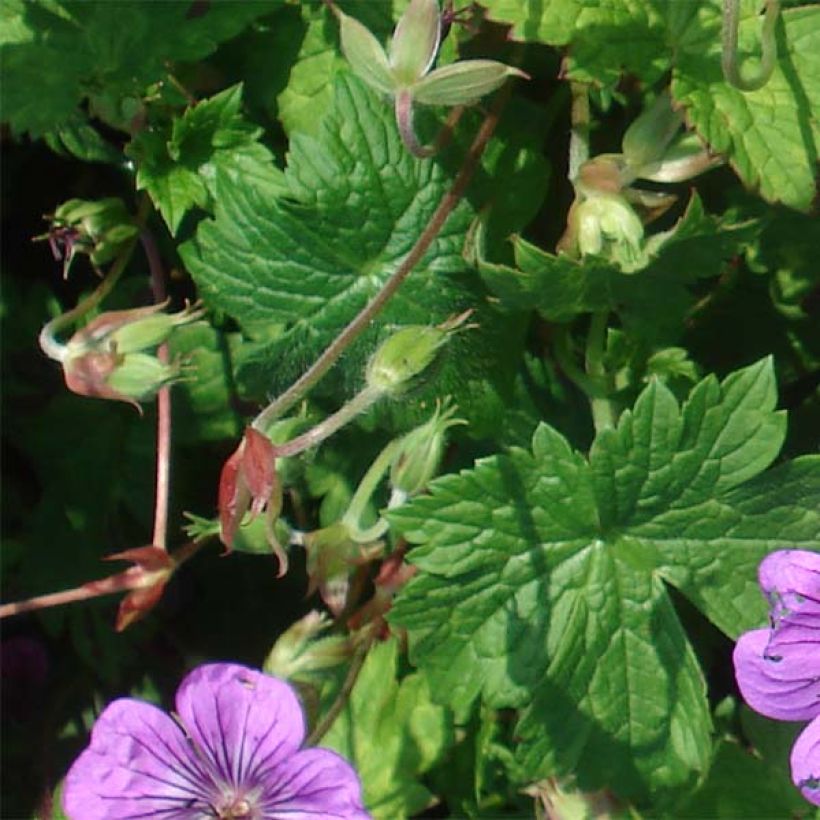Storchschnabel Pink Penny - Geranium (Foliage)