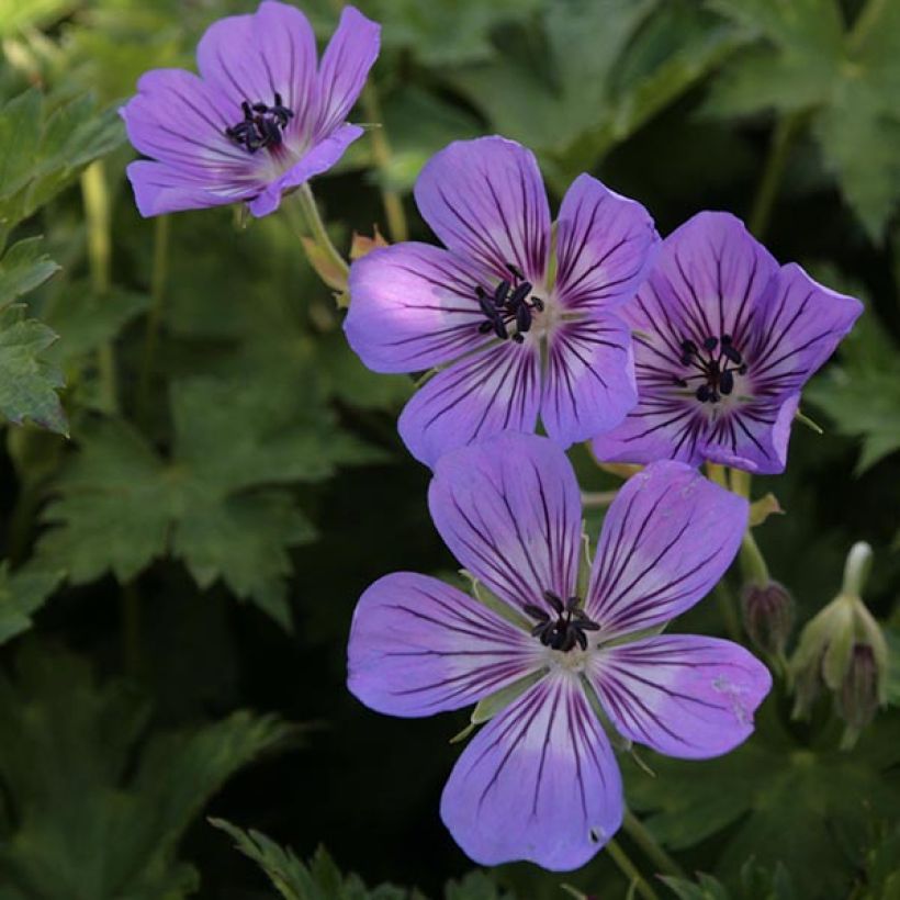 Storchschnabel Rise and Shine - Geranium (Flowering)