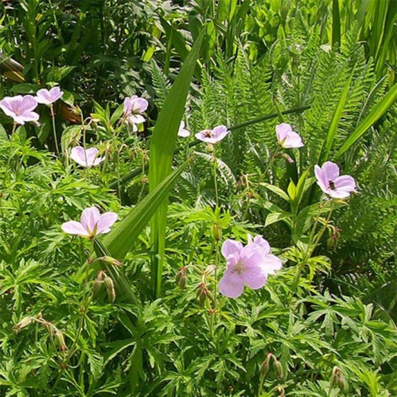 Geranium clarkei Kashmir Pink - Clarkes Storchschnabel (Flowering)