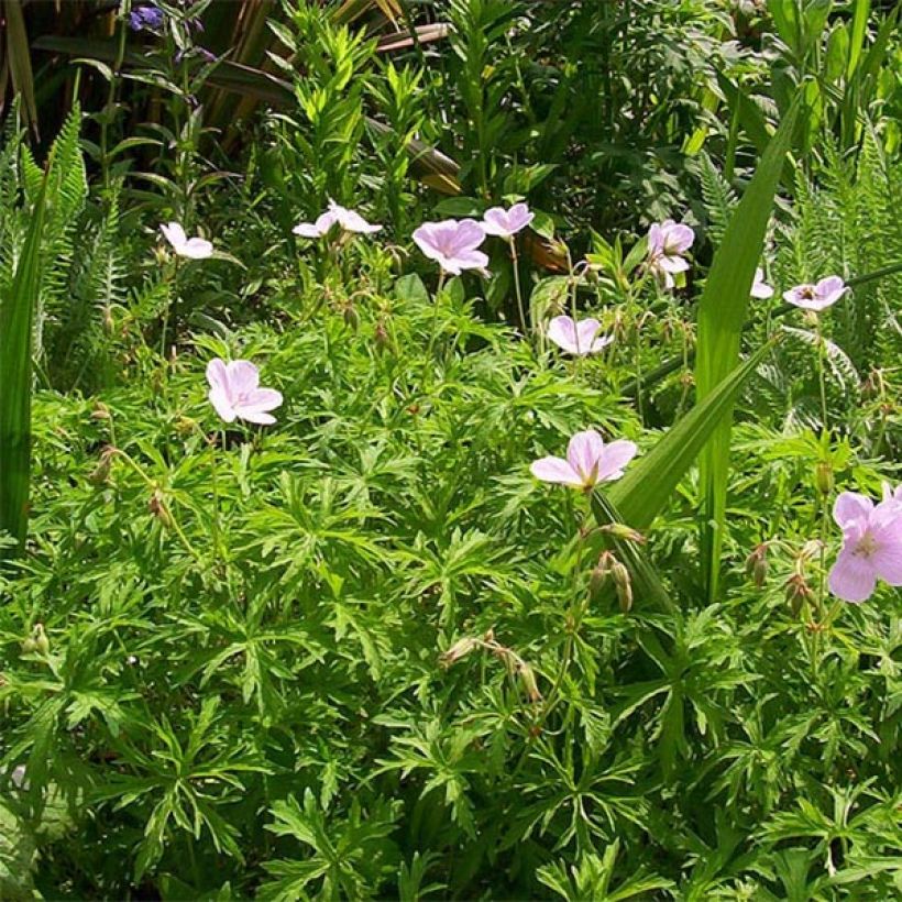 Geranium clarkei Kashmir Pink - Clarkes Storchschnabel (Plant habit)