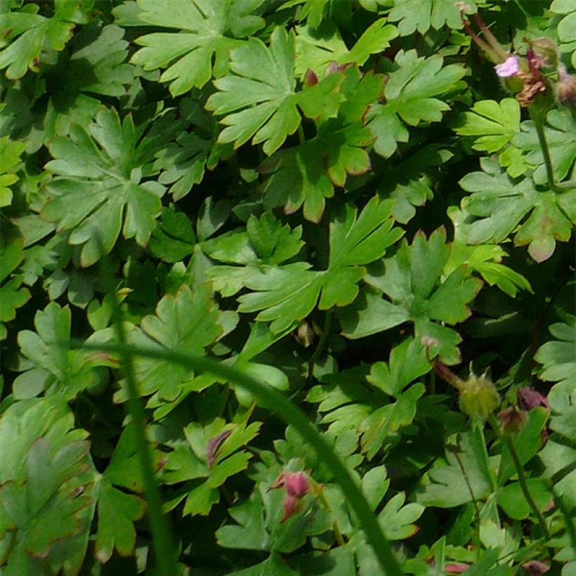 Geranium dalmaticum Bressingham Pink - Dalmatinischer Storchschnabel (Foliage)