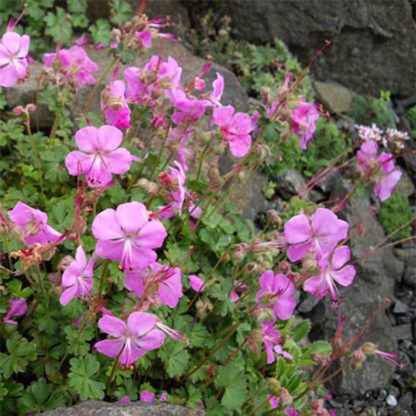 Geranium dalmaticum Bressingham Pink - Dalmatinischer Storchschnabel (Plant habit)