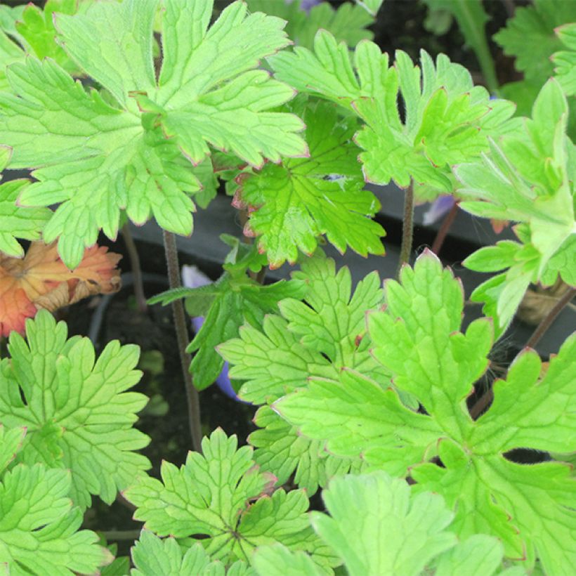 Geranium himalayense - Himalaya-Storchschnabel (Foliage)