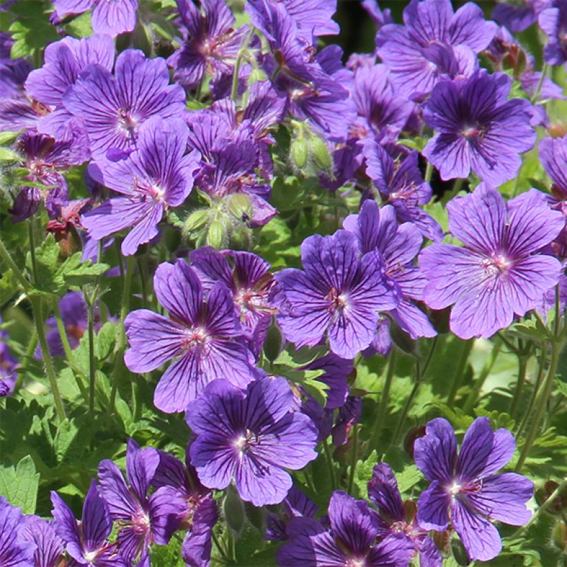 Geranium ibericum ssp jubatum Vital - Iberisches Storchschnabel (Flowering)