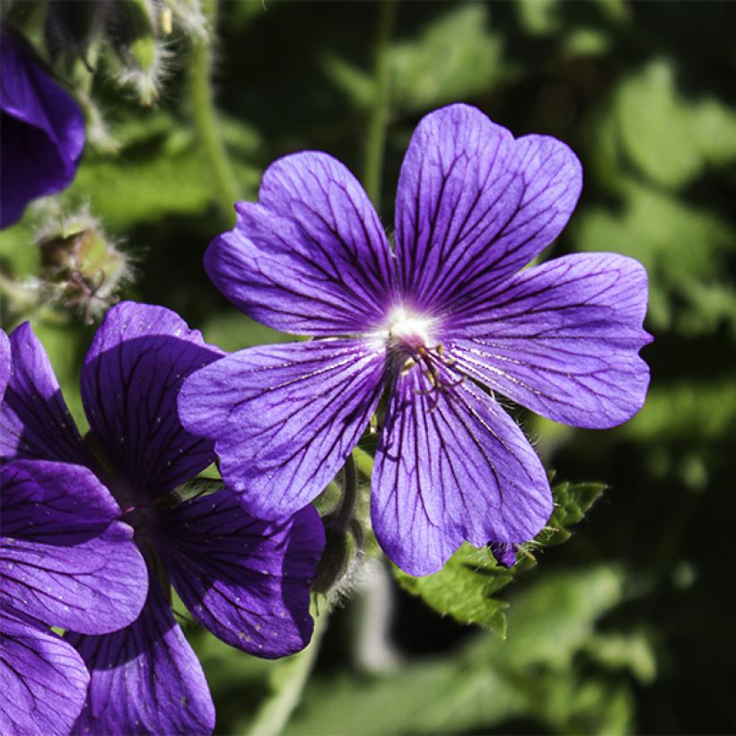 Geranium magnificum Rosemoor - Großer Storchschnabel (Flowering)