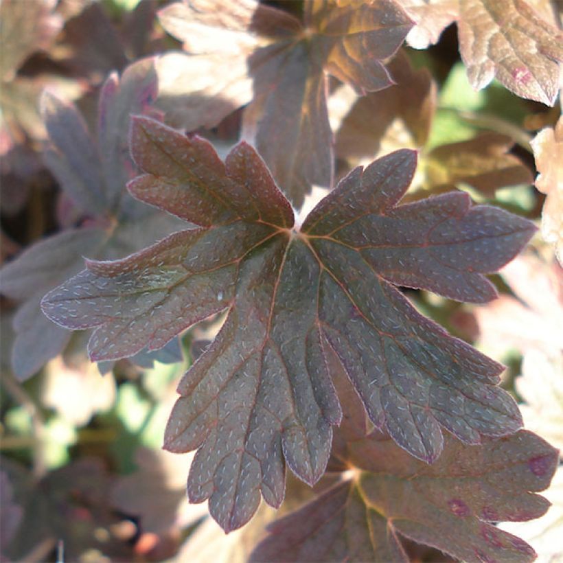 Geranium oxonianum Sanne - Oxford-Storchschnabel (Foliage)