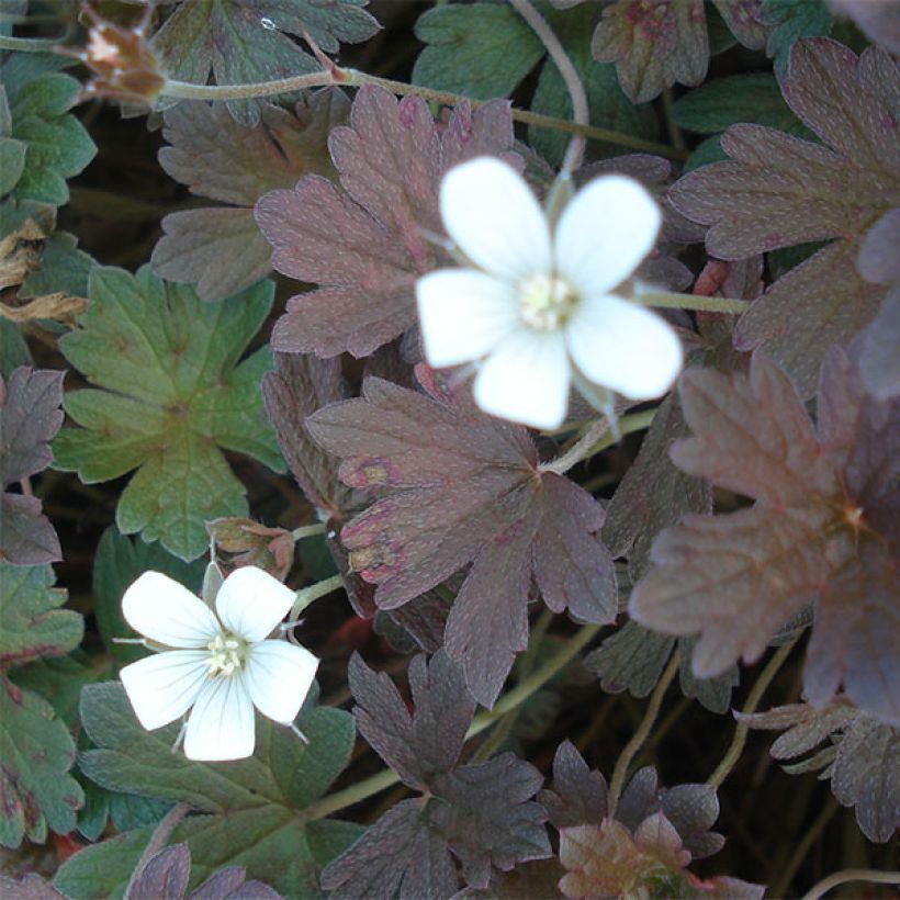 Geranium oxonianum Sanne - Oxford-Storchschnabel (Flowering)