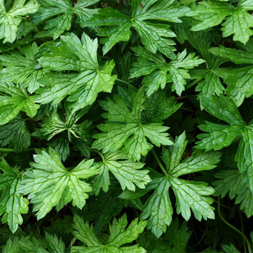 Geranium oxonianum Sherwood - Oxford-Storchschnabel (Foliage)