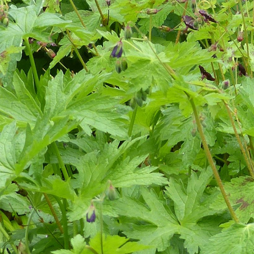 Geranium phaeum Angelina - Brauner Storchschnabel (Foliage)