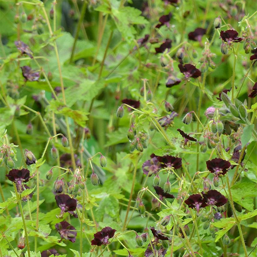 Geranium phaeum Angelina - Brauner Storchschnabel (Flowering)