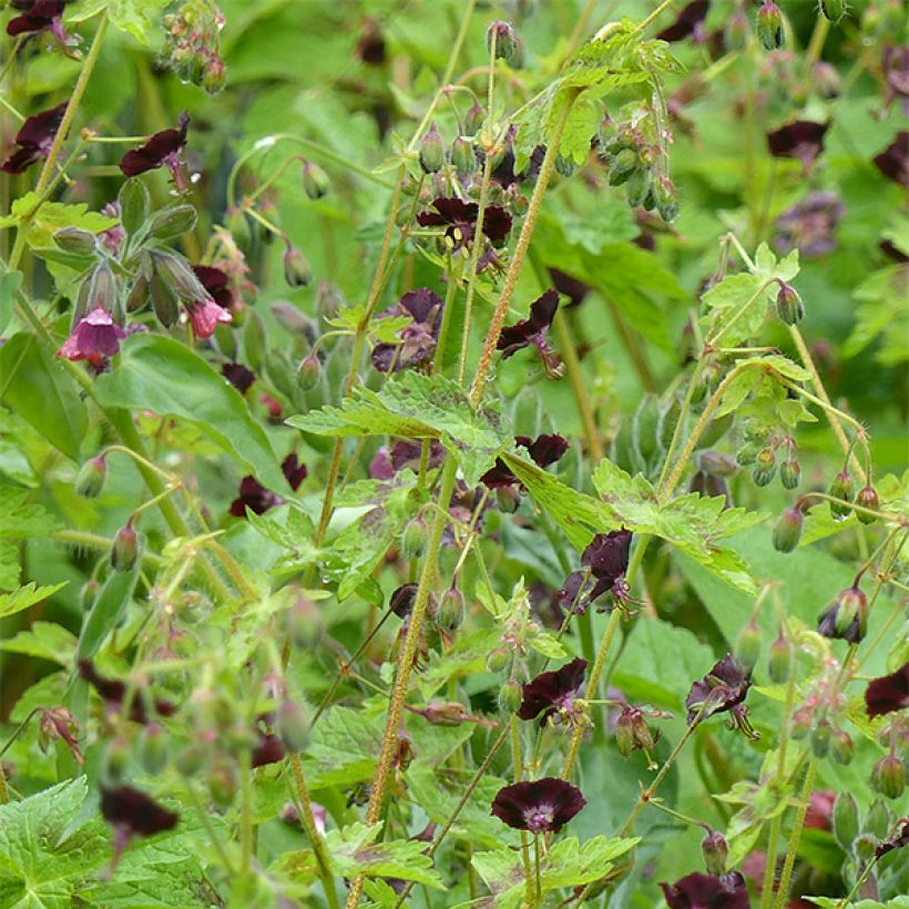 Geranium phaeum Angelina - Brauner Storchschnabel (Plant habit)
