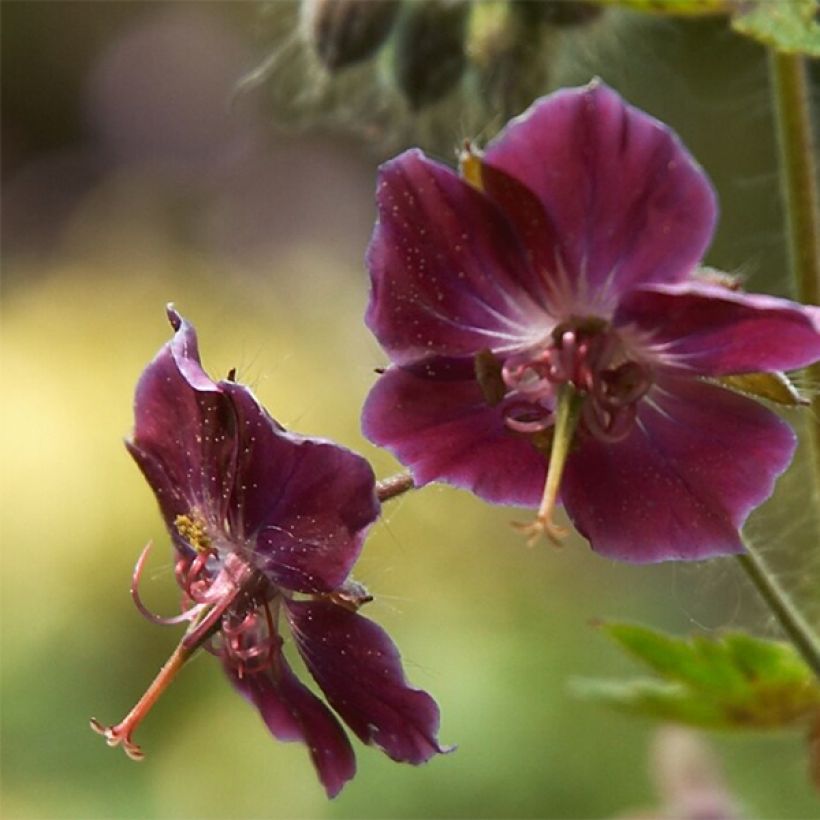 Geranium phaeum Samobor - Brauner Storchschnabel (Flowering)