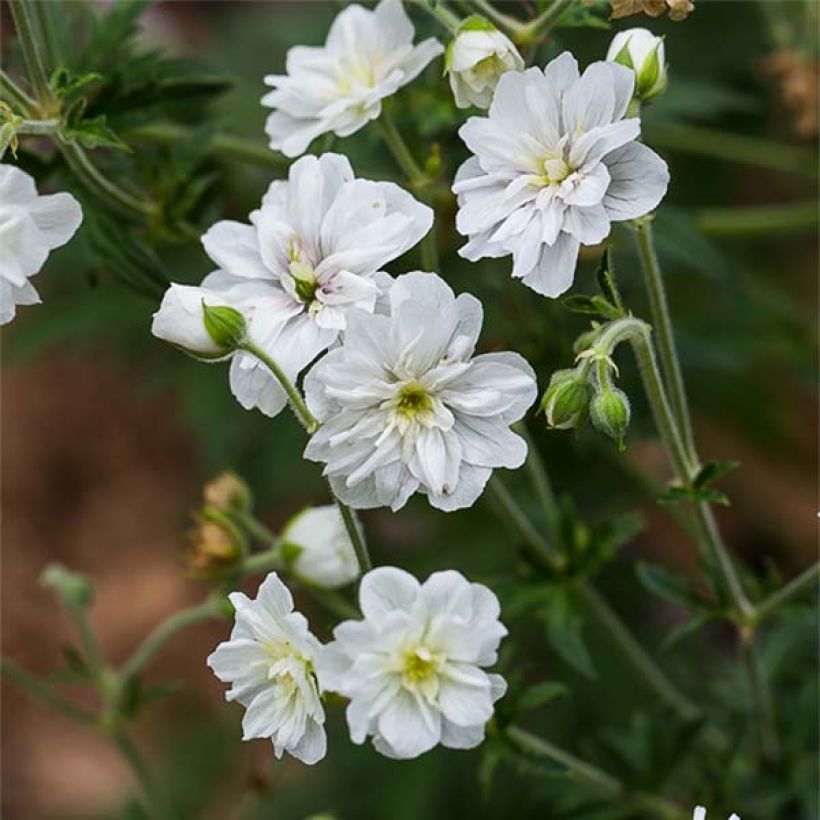 Geranium pratense Double Jewel - Wiesen-Storchschnabel (Flowering)