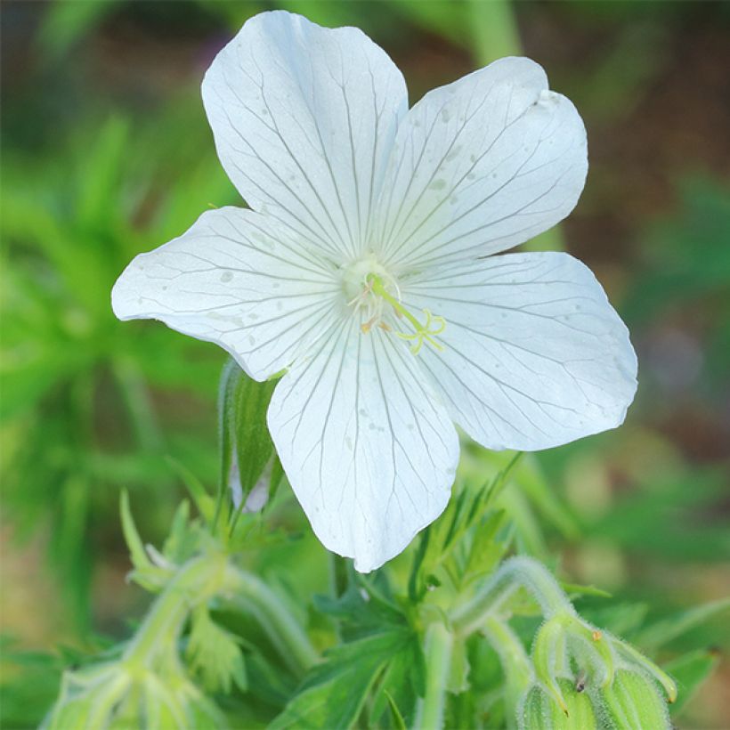 Geranium pratense f. albiflorum Galactic - Wiesen-Storchschnabel (Flowering)