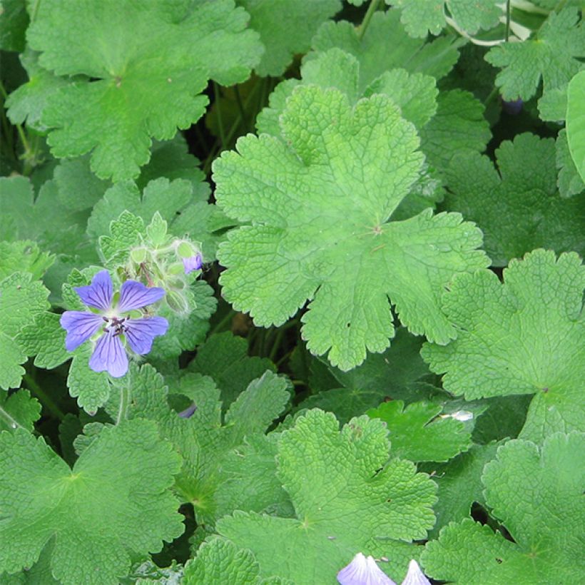 Geranium renardii Philippe Vapelle - Kaukasus-Storchschnabel (Foliage)