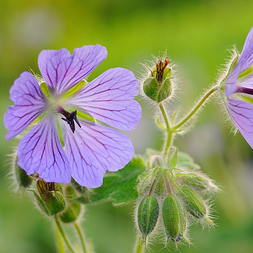 Geranium renardii Philippe Vapelle - Kaukasus-Storchschnabel (Flowering)