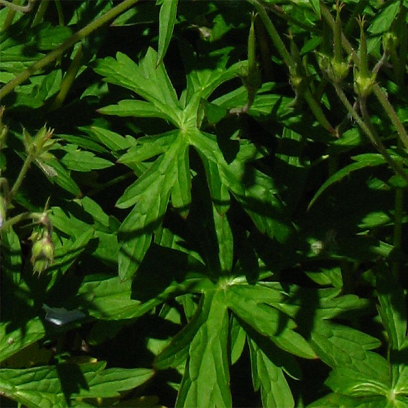 Geranium richardsonii - Storchschnabel (Foliage)