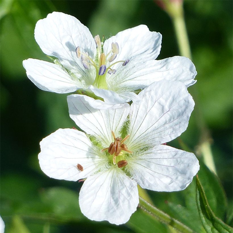 Geranium richardsonii - Storchschnabel (Flowering)