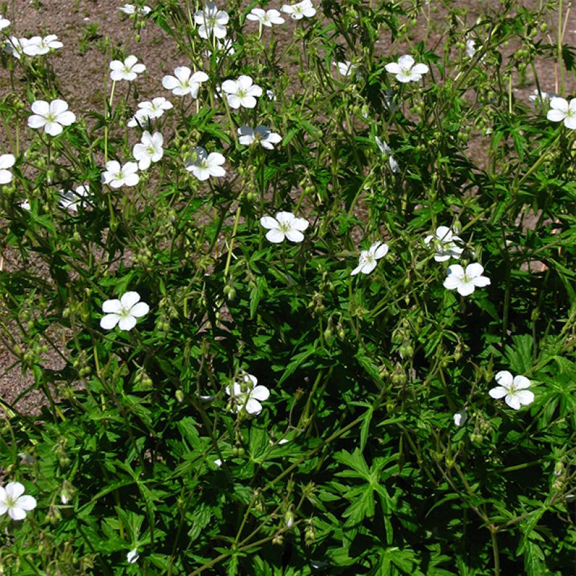 Geranium richardsonii - Storchschnabel (Plant habit)