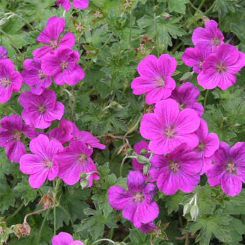 Geranium riversleaianum Russell Prichard - Storchschnabel (Flowering)