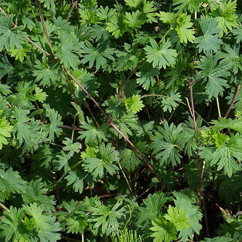 Geranium sanguineum Elsbeth - Blutstorchschnabel (Foliage)