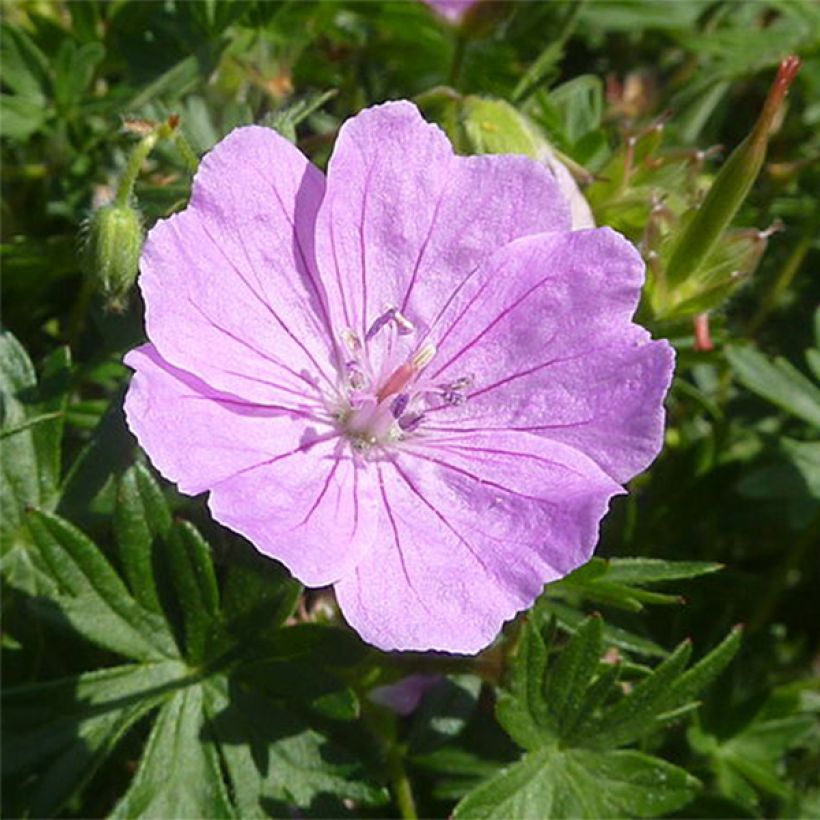 Geranium sanguineum Elsbeth - Blutstorchschnabel (Flowering)