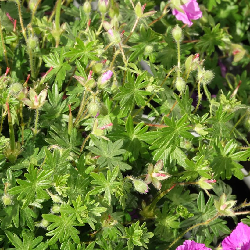 Geranium sanguineum Frivolius Purple - Blutstorchschnabel (Laub)