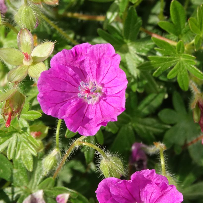 Geranium sanguineum Frivolius Purple - Blutstorchschnabel (Blüte)