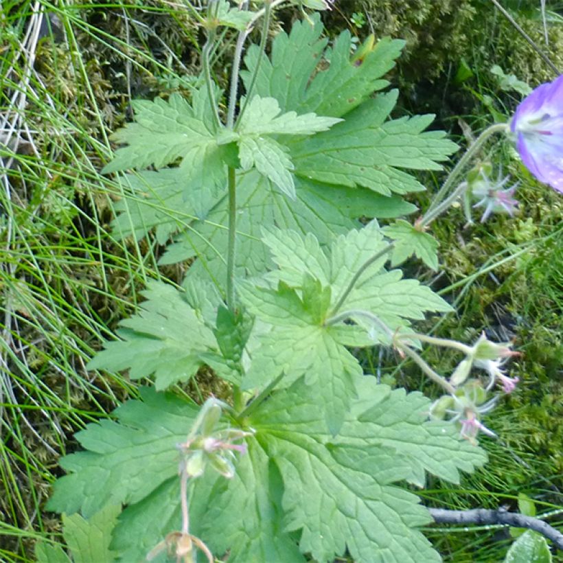 Geranium sylvaticum Birch Lilac - Wald-Storchschnabel (Foliage)