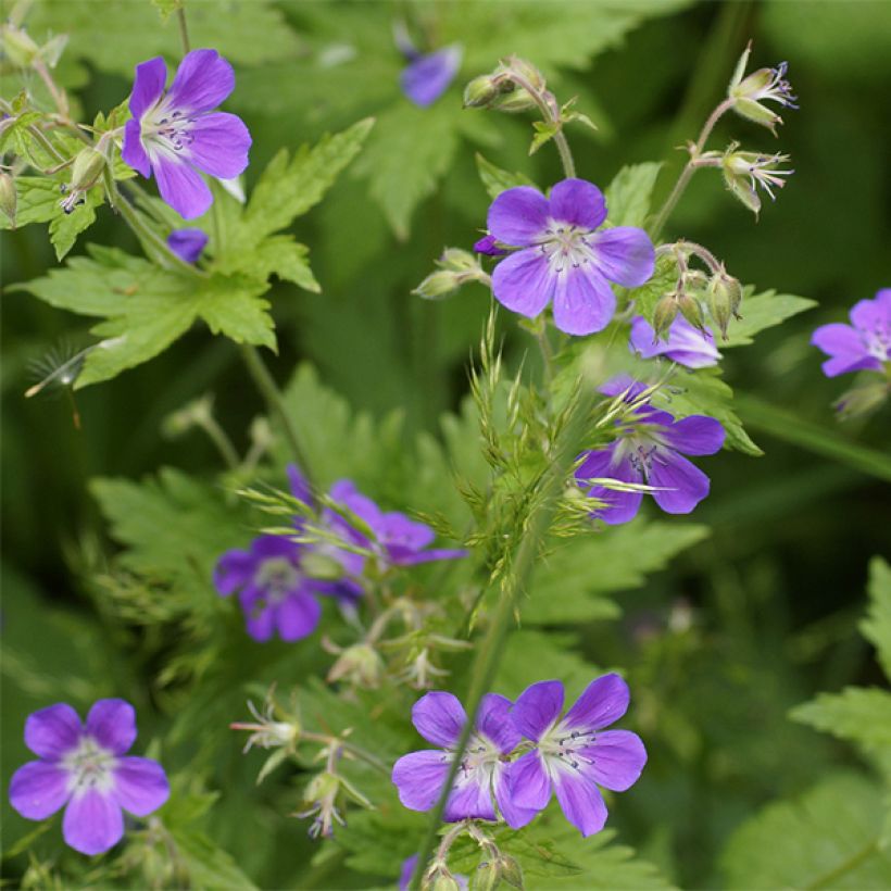 Geranium sylvaticum Birch Lilac - Wald-Storchschnabel (Flowering)