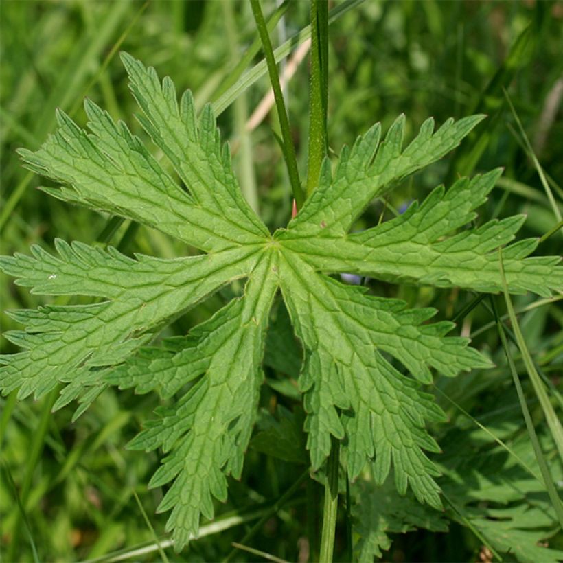 Geranium sylvaticum Bridget Lion - Wald-Storchschnabel (Foliage)