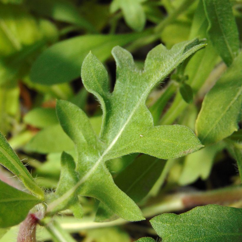 Kokardenblume Burgunder - Gaillardia grandiflora (Foliage)