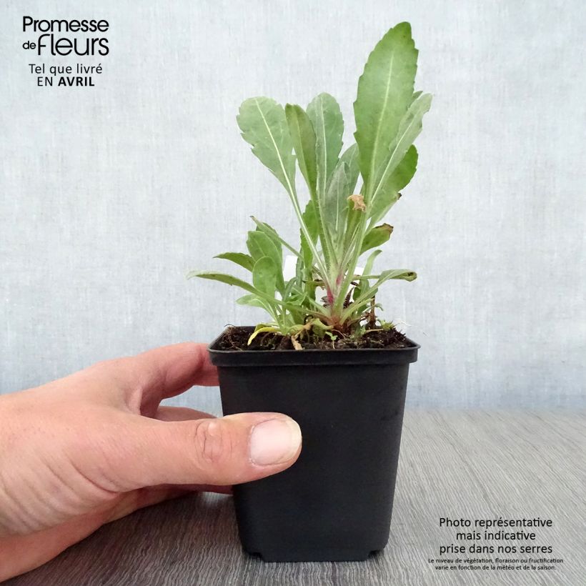 Exemplar von Kokardenblume Burgunder - Gaillardia grandiflora Kleine Töpfe von 7/8 cm wie im Frühjahr geliefert