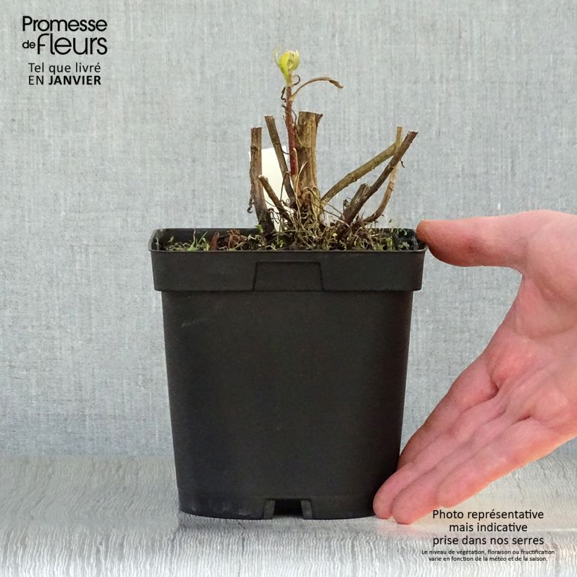 Exemplar von Kokardenblume Burgunder - Gaillardia grandiflora Topf mit 2L/3L wie im Winter geliefert