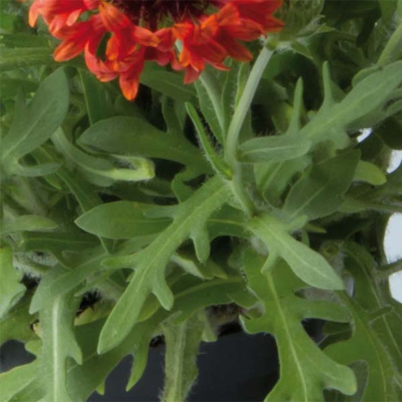 Kokardenblume Fanfare Blaze - Gaillardia (Foliage)