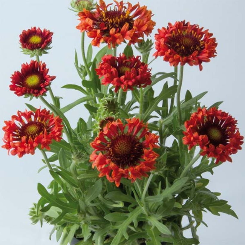 Kokardenblume Fanfare Blaze - Gaillardia (Plant habit)