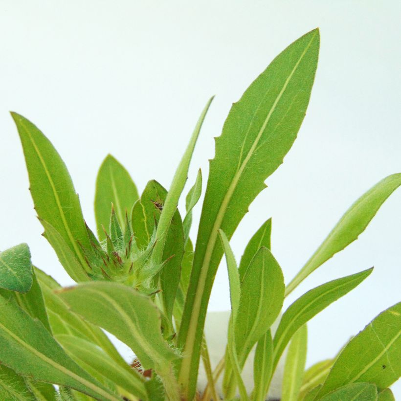 Kokardenblume Kobold - Gaillardia grandiflora (Foliage)