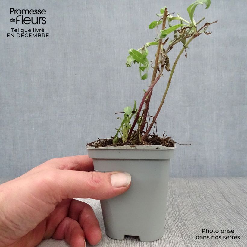 Exemplar von Kokardenblume Kobold - Gaillardia grandiflora Kleine Töpfe von 8/9 cm wie im Winter geliefert