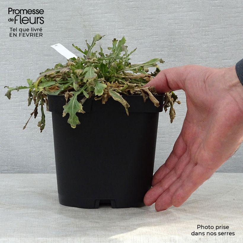 Exemplar von Kokardenblume Kobold - Gaillardia grandiflora Topf mit 2L/3L wie im Winter geliefert