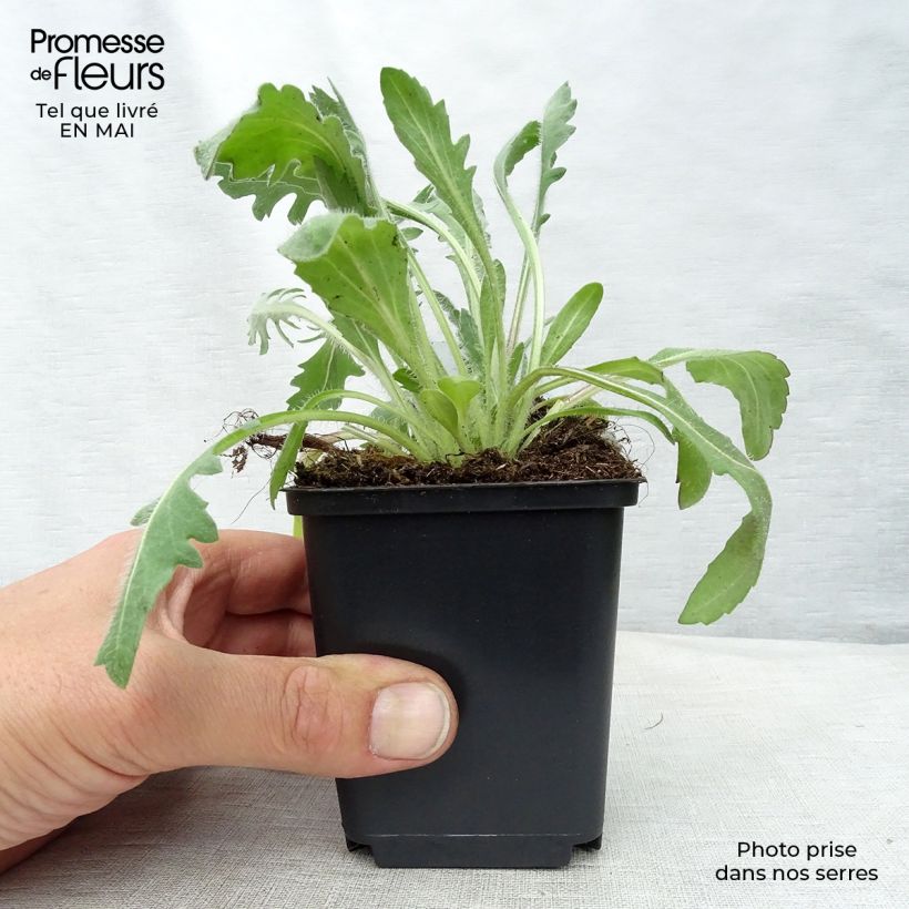 Exemplar von Kokardenblume Kobold - Gaillardia grandiflora Kleine Töpfe von 8/9 cm wie im Frühjahr geliefert