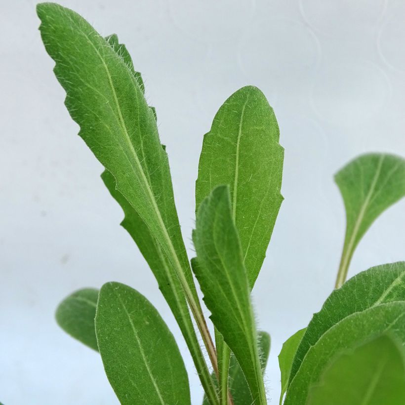 Kokardenblume Lutin - Gaillardia (Foliage)
