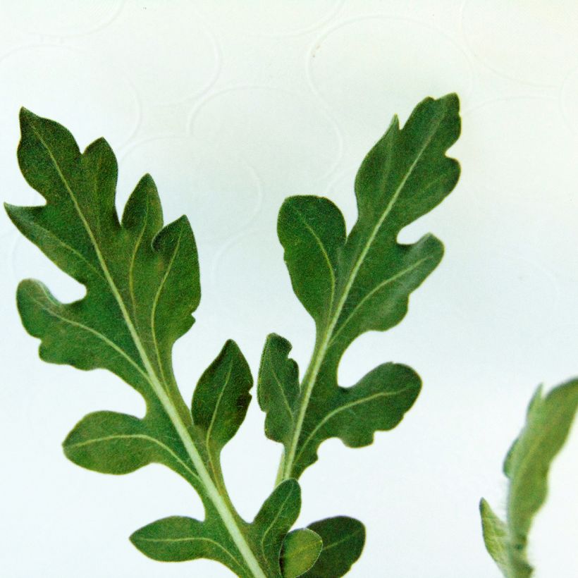 Kokardenblume Maxima Aurea - Gaillardia aristata (Foliage)