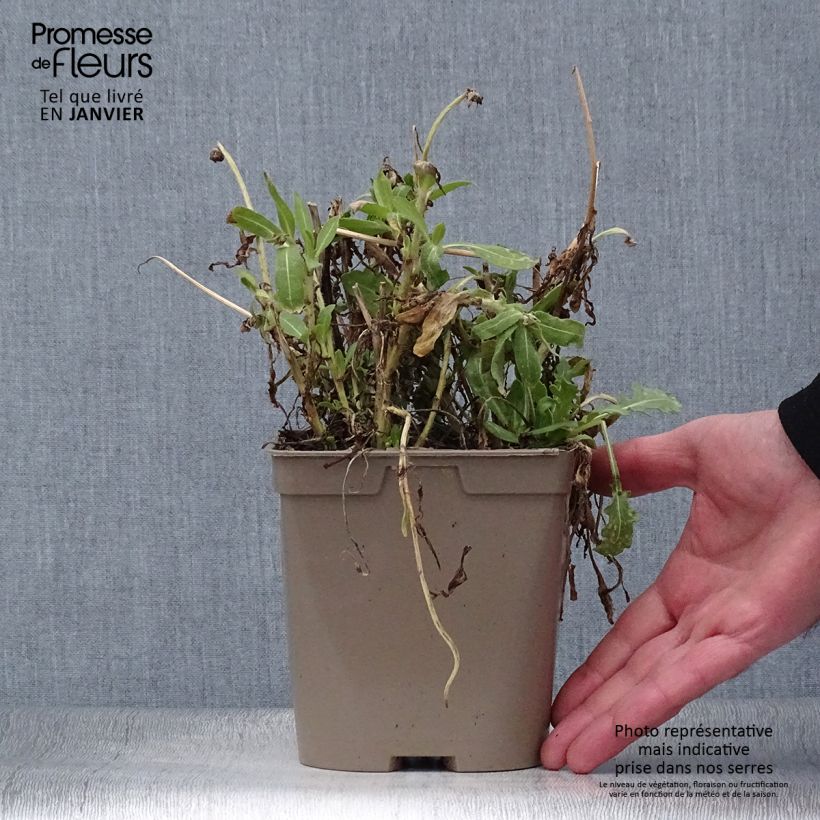 Example of Kokardenblume Mesa Yellow - Gaillardia grandiflora Topf mit 2L/3L as you get in hiver