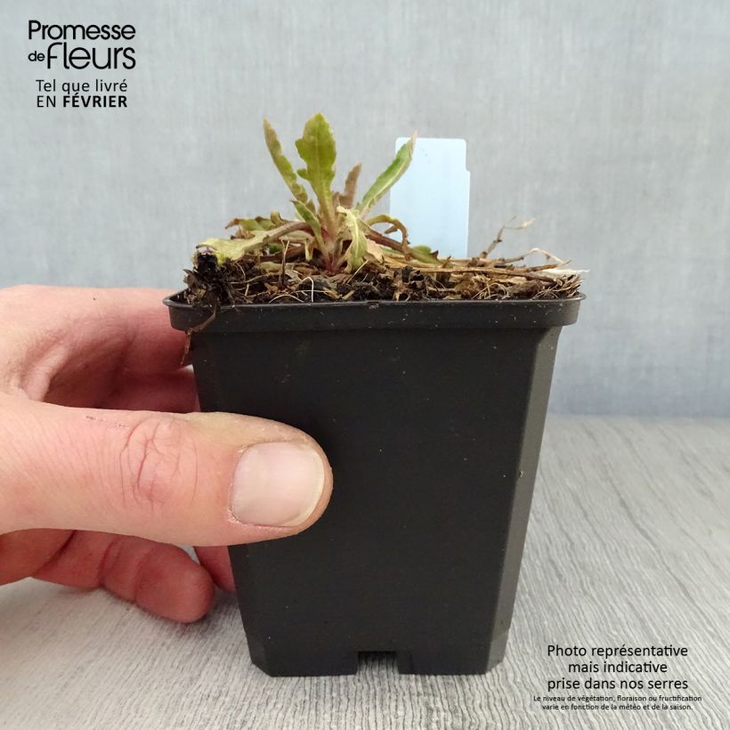 Exemplar von Kokardenblume Tokayer - Gaillardia grandiflora Kleine Töpfe von 8/9 cm wie im Winter geliefert